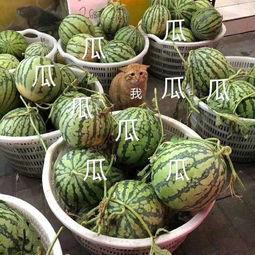 娱乐最新吃瓜,明星大事件揭秘！